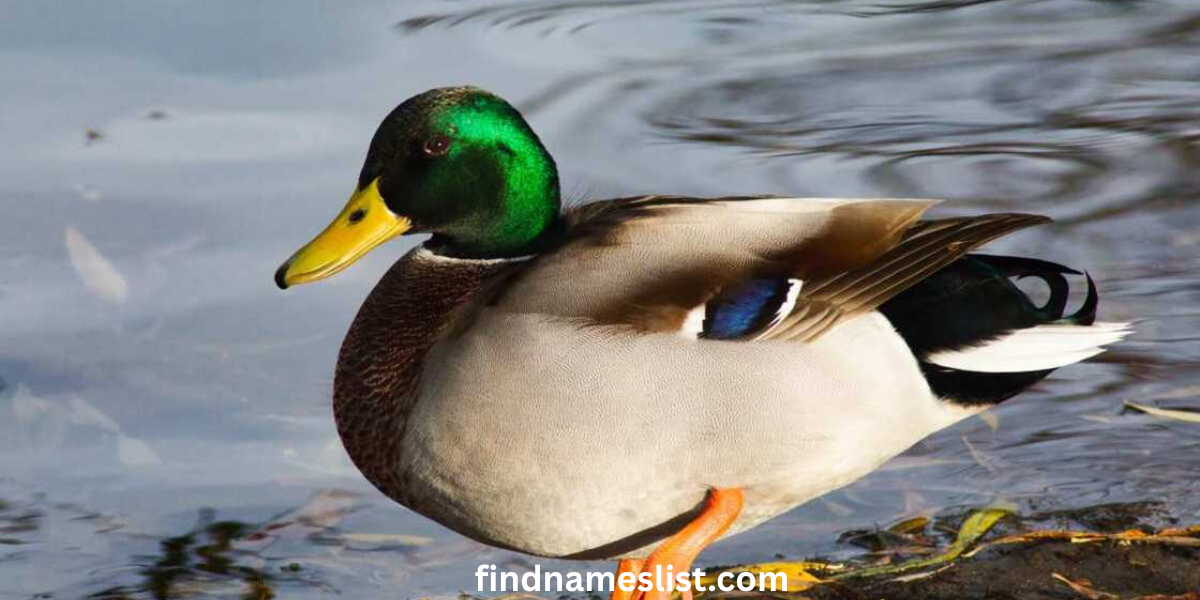 133+ Funny Duck Names (2026 Updated Guide) That Will Quack You Up