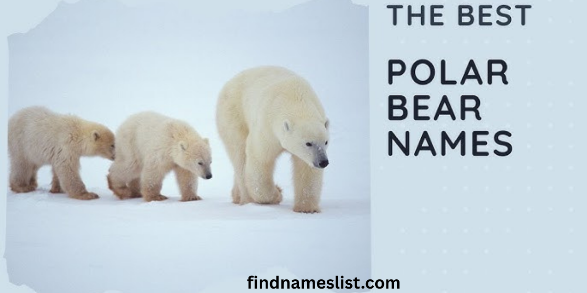 150+ Polar Bear Names That Feel Real and Fun