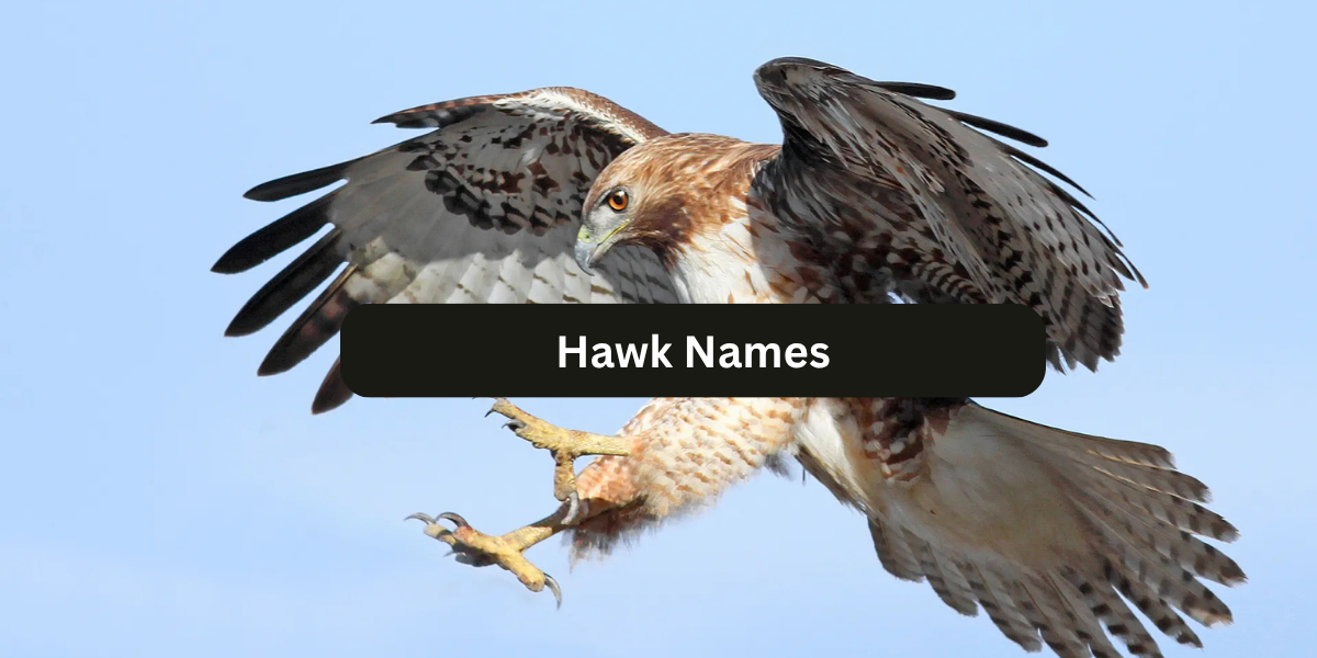 250+ Hawk Names With Meanings for Pets, Stories & Inspiration