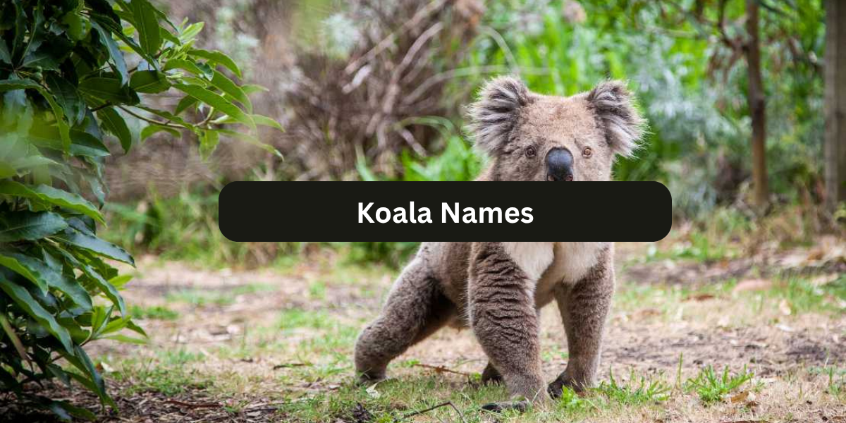 250 Koala Names: Fun & Adorable Ideas for Your Furry Friend