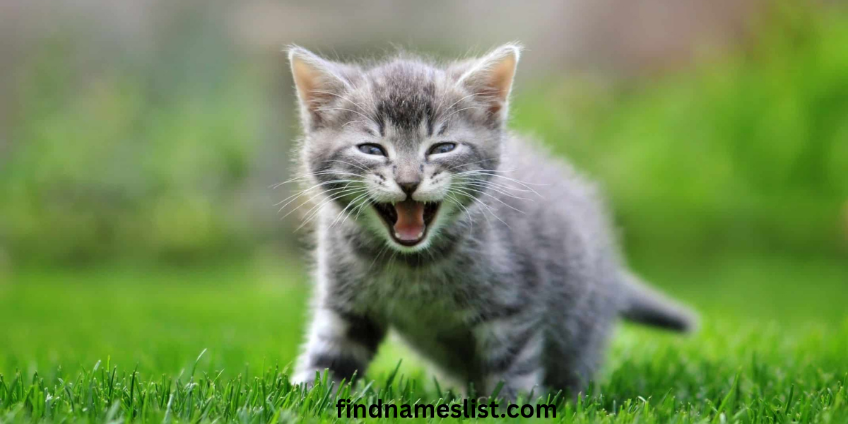 Funny Cat Names That Make Everyone Smile