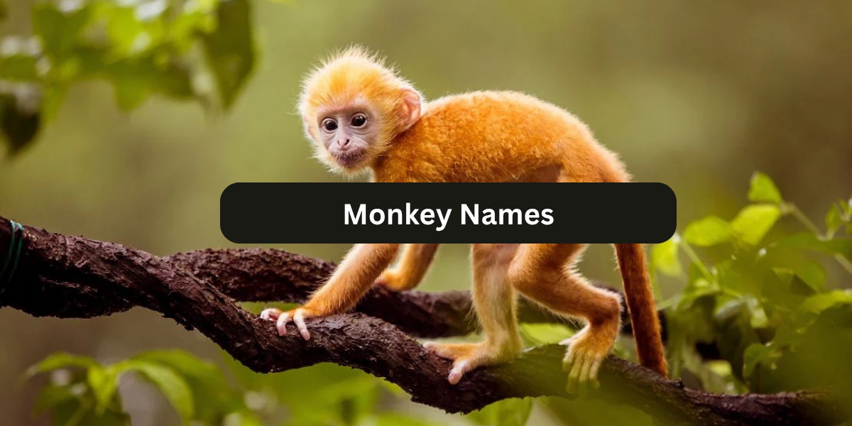 Monkey Names: 250+ Fun, Cute & Unique Names for Your Monkey