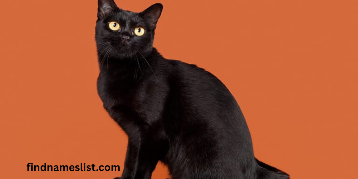 201+ Best Halloween Cat Names For Your Kitty With Name Generator
