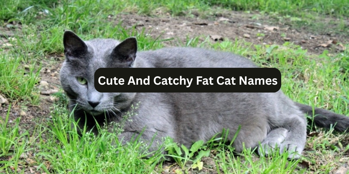 201+ Cute And Catchy Fat Cat Names (2025) + Fun Name Generator