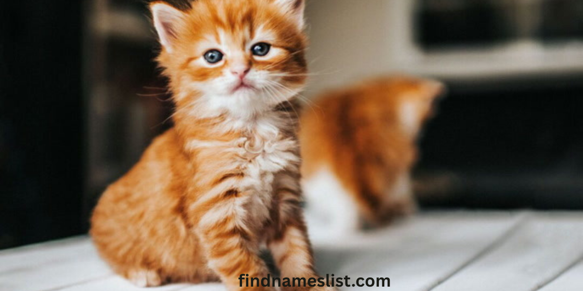 201+ Cute And Catchy Fluffy Cat Names (2025) + Fun Name Generator