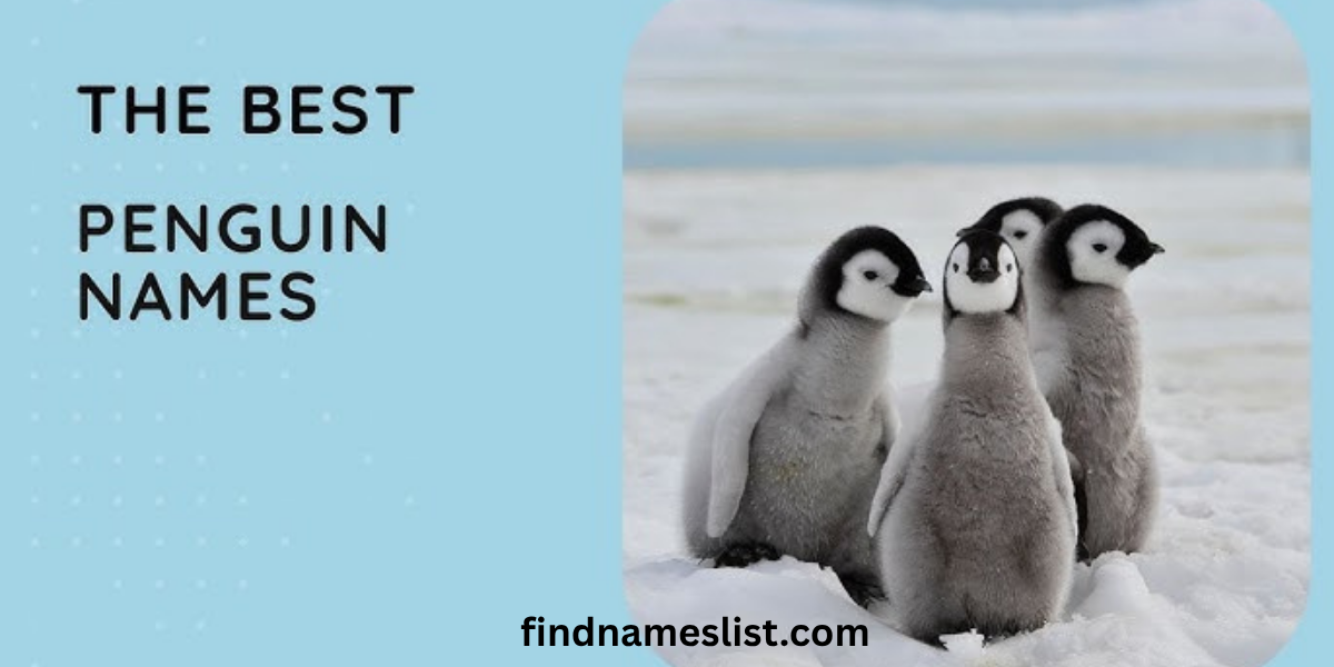 201+ Cute and Funny Penguin Names (With Name Generator)