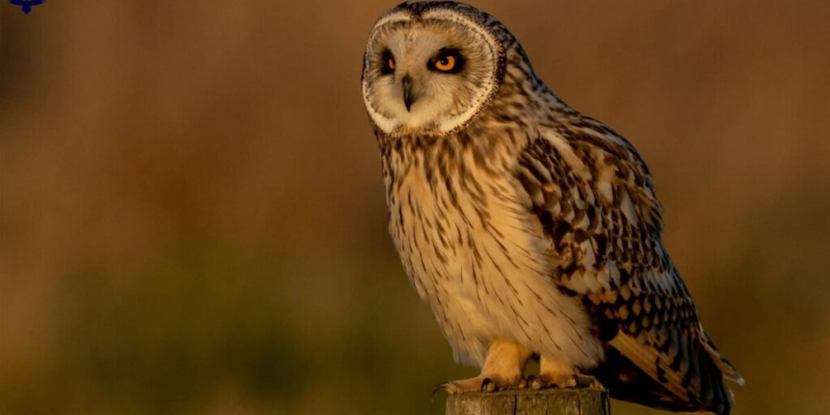 300 Funny Owl Names That Will Make You Hoot